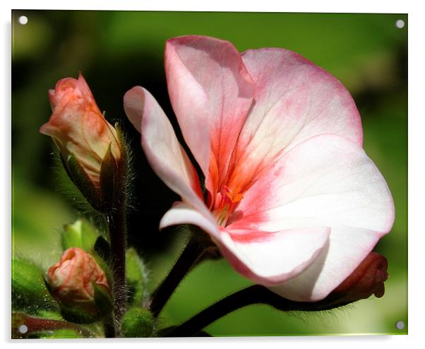 stunning rose Acrylic by nick wastie