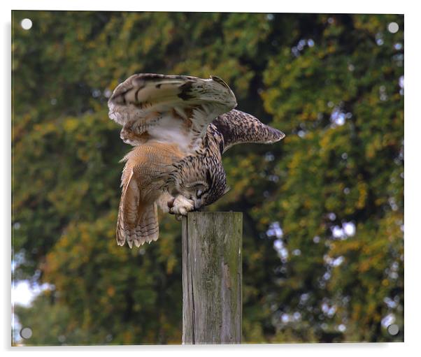 bird of prey owl Acrylic by nick wastie