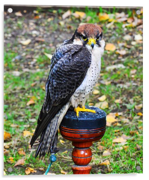 perigrine falcon Acrylic by nick wastie