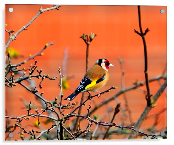 goldfinch Acrylic by nick wastie