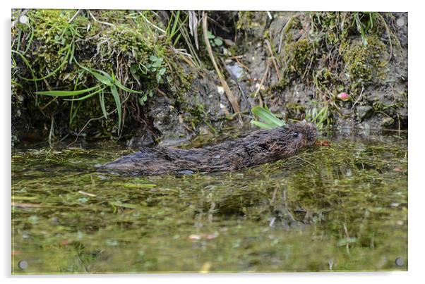 water vole Acrylic by nick wastie