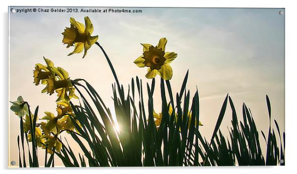 Sunshine Backlit Daffs Acrylic by Chaz Gelder