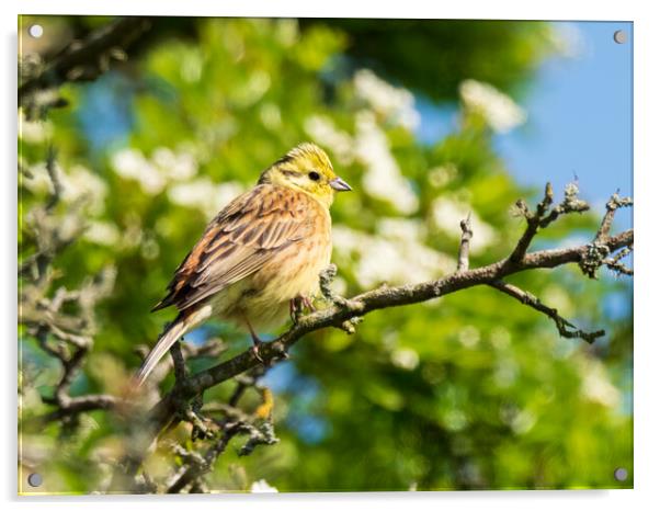 Yellowhammer perched in a tree. Acrylic by Tommy Dickson