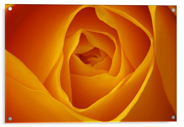 Delicate Beauty of Yellow Rose Acrylic by Tommy Dickson