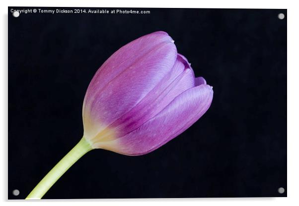 Tulip on Black Acrylic by Tommy Dickson