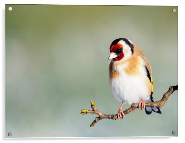 Goldfinch Acrylic by Tommy Dickson