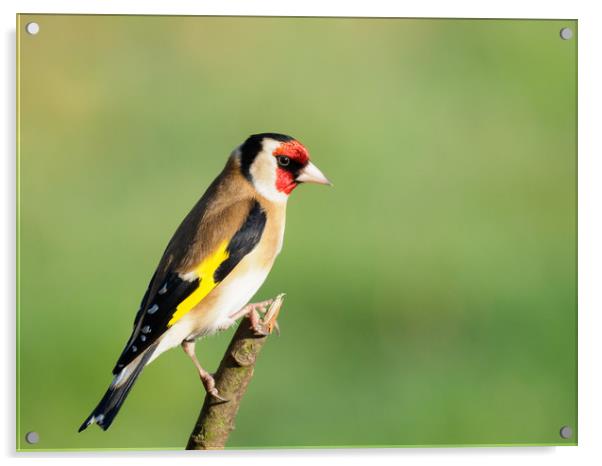 Vibrant European Goldfinch Acrylic by Tommy Dickson