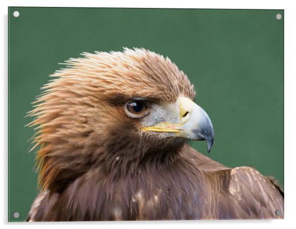 Golden Eagle Portrait Acrylic by Tommy Dickson
