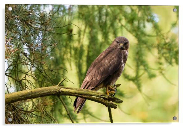 A common buzzard perched on a tree branch. Acrylic by Tommy Dickson
