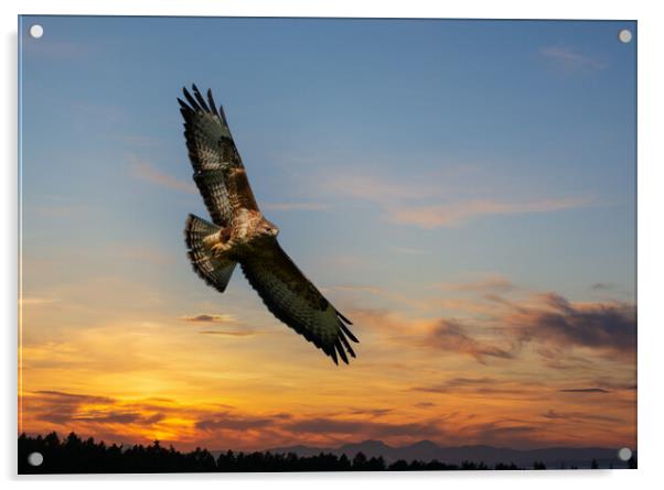 Common Buzzard  at sunset.  Acrylic by Tommy Dickson