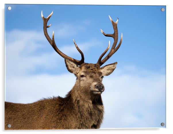 Majestic Highland Red Deer Acrylic by Tommy Dickson