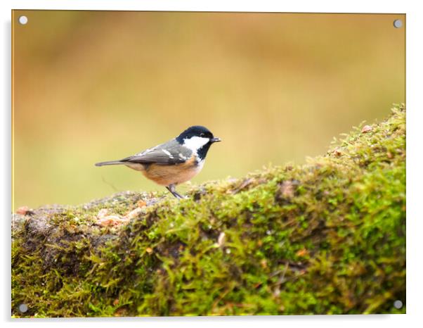 Coal Tit. Acrylic by Tommy Dickson