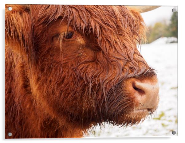 Highland Coo. Acrylic by Tommy Dickson