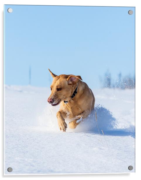 Joyful Labrador frolicking in winter wonderland Acrylic by Tommy Dickson