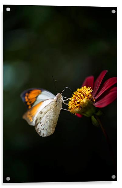 The Great Orange Tip Butterfly Acrylic by Glenn Pollock