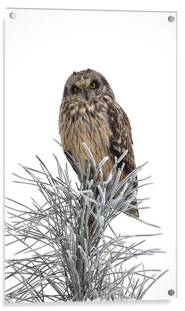 Short Eared Owl Acrylic by Mark Kelly