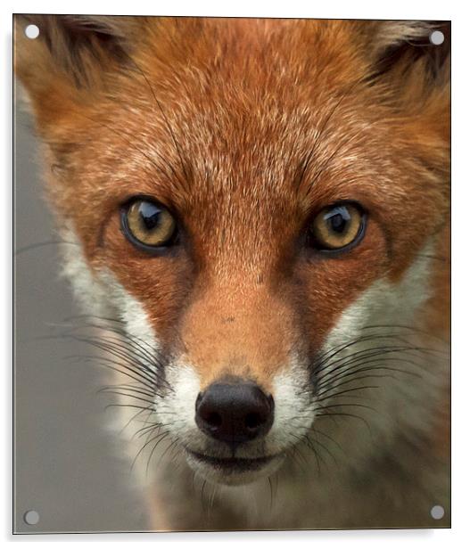 Fox portrait, wild Acrylic by Vivienne Beck