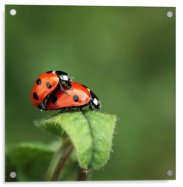 Ladybird tryst Acrylic by Vivienne Beck
