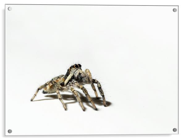 Begging spider Acrylic by Vivienne Beck