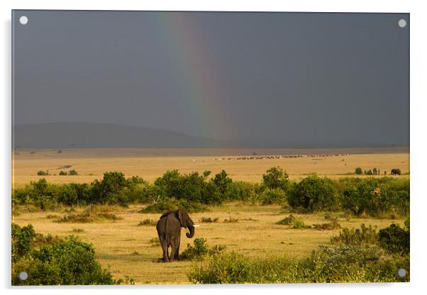 Masai Mara Rainbow Acrylic by Mike Snelle