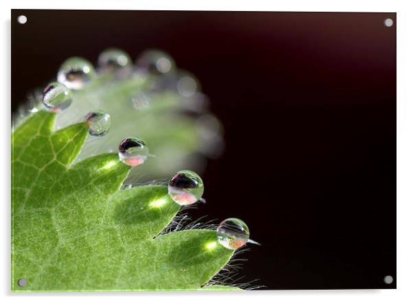 Droplets Acrylic by Mike Snelle