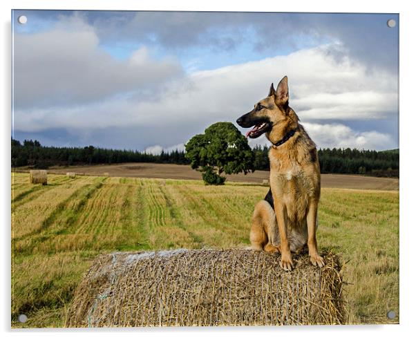 Enjoying the scenery Acrylic by Alan Cruickshank