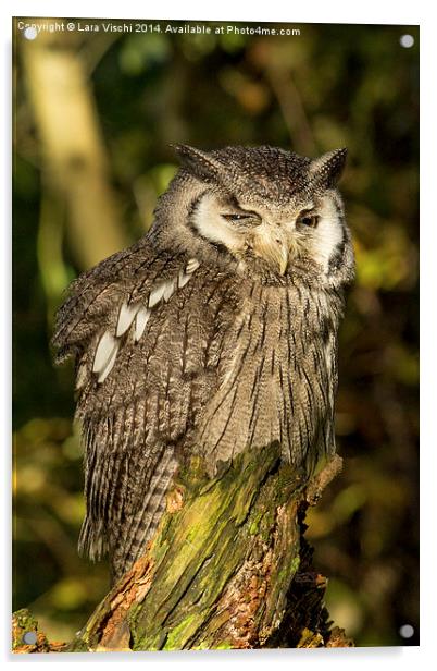 Southern White-faced Owl - Ptilopsis Granti #2 Acrylic by Lara Vischi