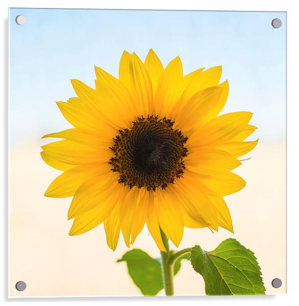 Yellow Sunflower Acrylic by ann stevens
