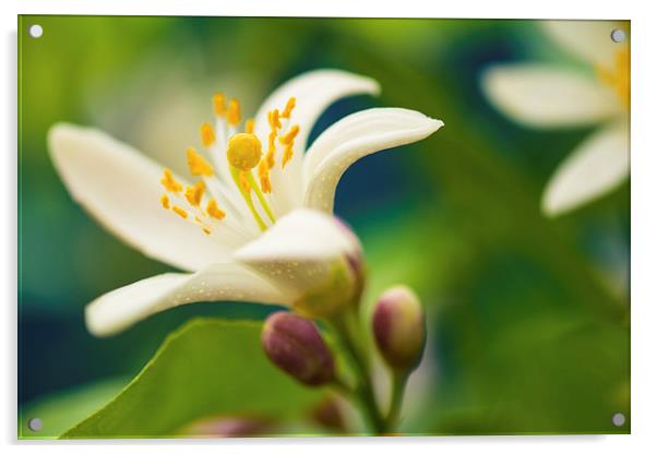 Lemon Tree Flower Blossom Acrylic by ann stevens