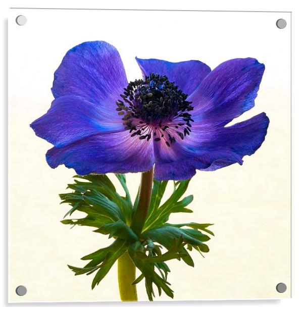 Blue Anemone Flower Acrylic by ann stevens