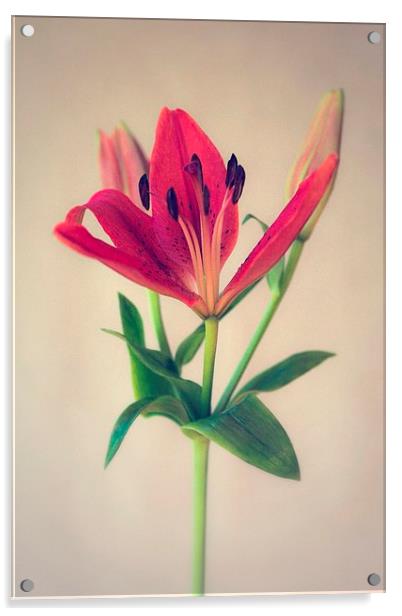 Red Orange Lily Flower Acrylic by ann stevens