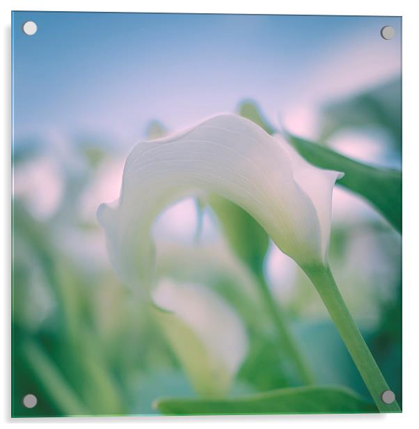White Lily Acrylic by ann stevens