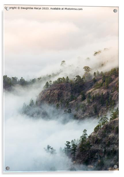 Teide forest in the clouds, Tenerife Acrylic by Daugirdas Racys