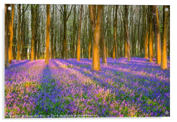 Enchanted Bluebells forest Acrylic by Daugirdas Racys