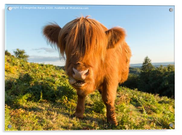 Highland Angus cow pulling a funny face Acrylic by Daugirdas Racys