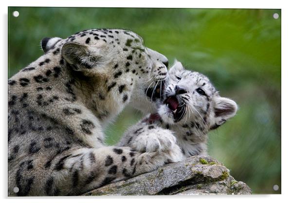 Snow leopard and cub Acrylic by Kenneth Dear