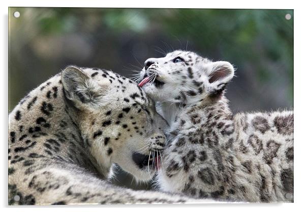 Snow leopard cub washes mum. Acrylic by Kenneth Dear