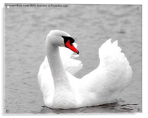 beautiful white swan Acrylic by jay clarke