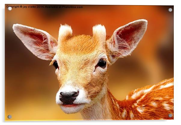 deer Acrylic by jay clarke