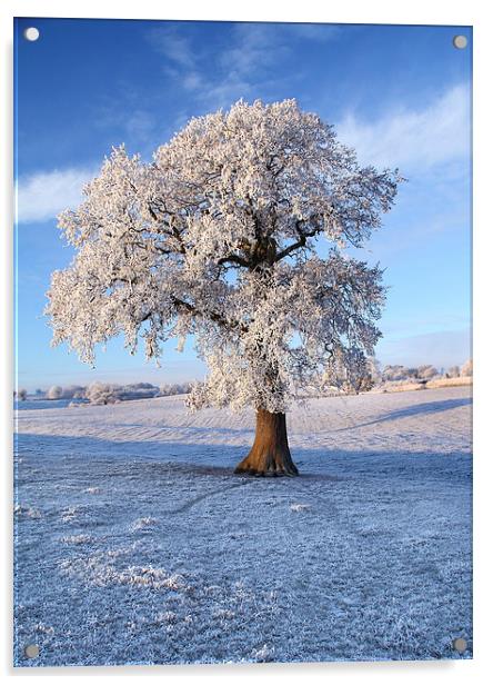Frozen Winter Tree Acrylic by James Meacock