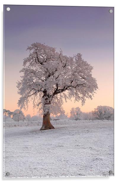 Frosty Tree Sunrise Acrylic by James Meacock