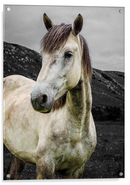  Horse in the Glen  Acrylic by carolann walker