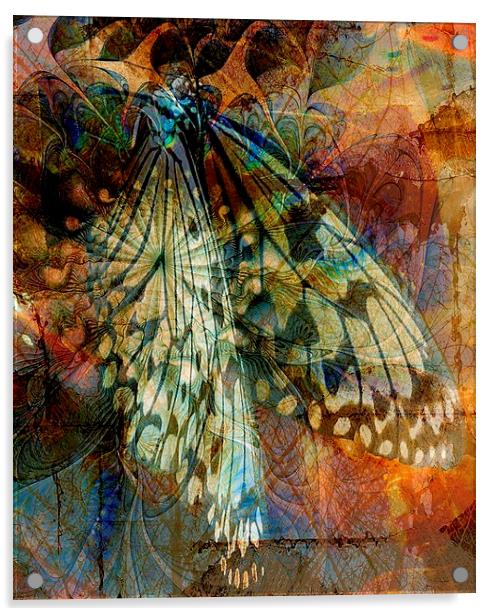 Butterfly Wings Acrylic by Amanda Moore