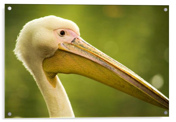  The pelican Acrylic by Marina Otto