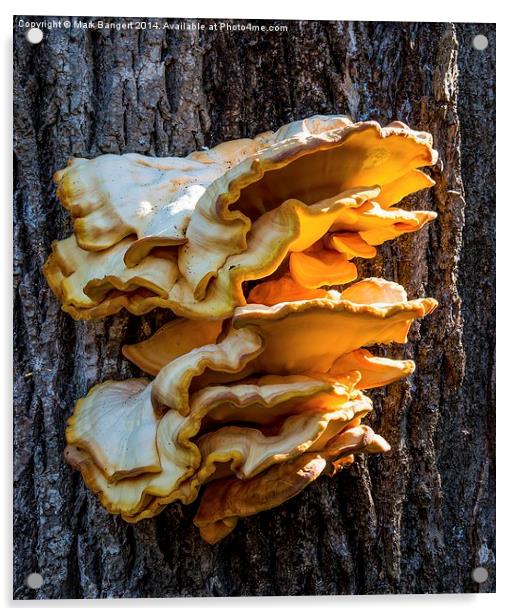 Giant Fungus Acrylic by Mark Bangert