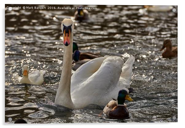 Swan on the River Neckar, Tübingen, South Germany Acrylic by Mark Bangert