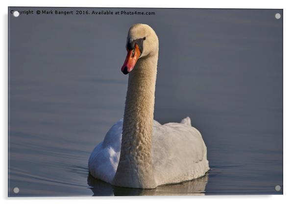 Swan in the sunlight Acrylic by Mark Bangert