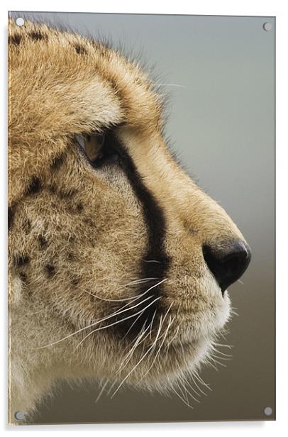 Cheetah profile Acrylic by Mike Gorton
