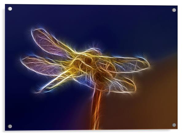 Electric Dragonfly Acrylic by Mike Gorton