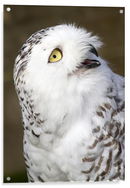 Snowy Owl Acrylic by Mike Gorton